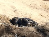 Nad Wartą w Poznaniu znaleziono martwego węża. Gad będzie tu leżał do poniedziałku