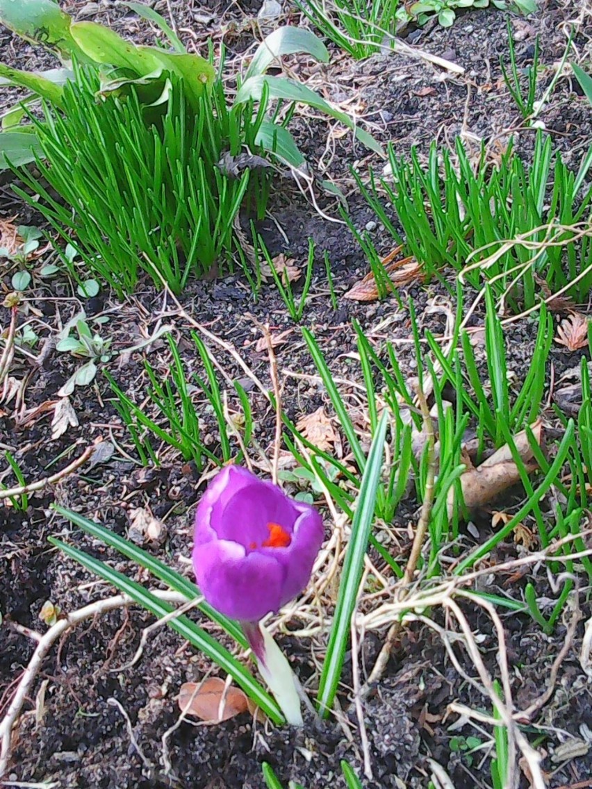 W Brodnicy i okolicy widać już pierwsze zwiastuny wiosny