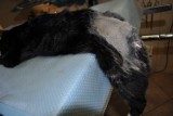 Help Animals w Kaliszu: Starszy mężczyzna odarł kota ze skóry
