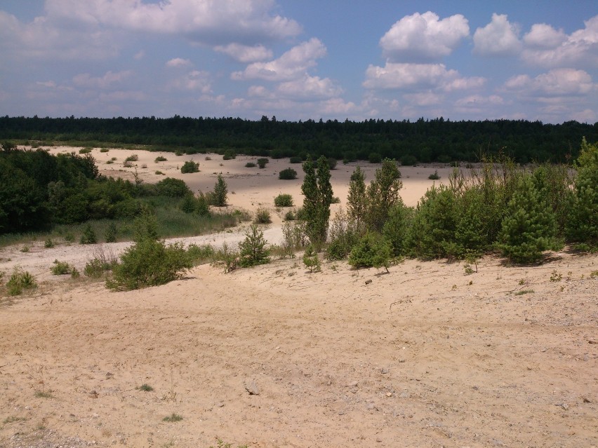 Lasy w Bukownie oraz znajdująca się tam piaskowania to...