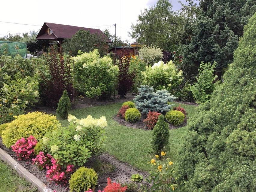 Rodzinne ogródki działkowe "Relax" w Janowie Lubelskim. Tu jest pięknie! Zobacz zdjęcia