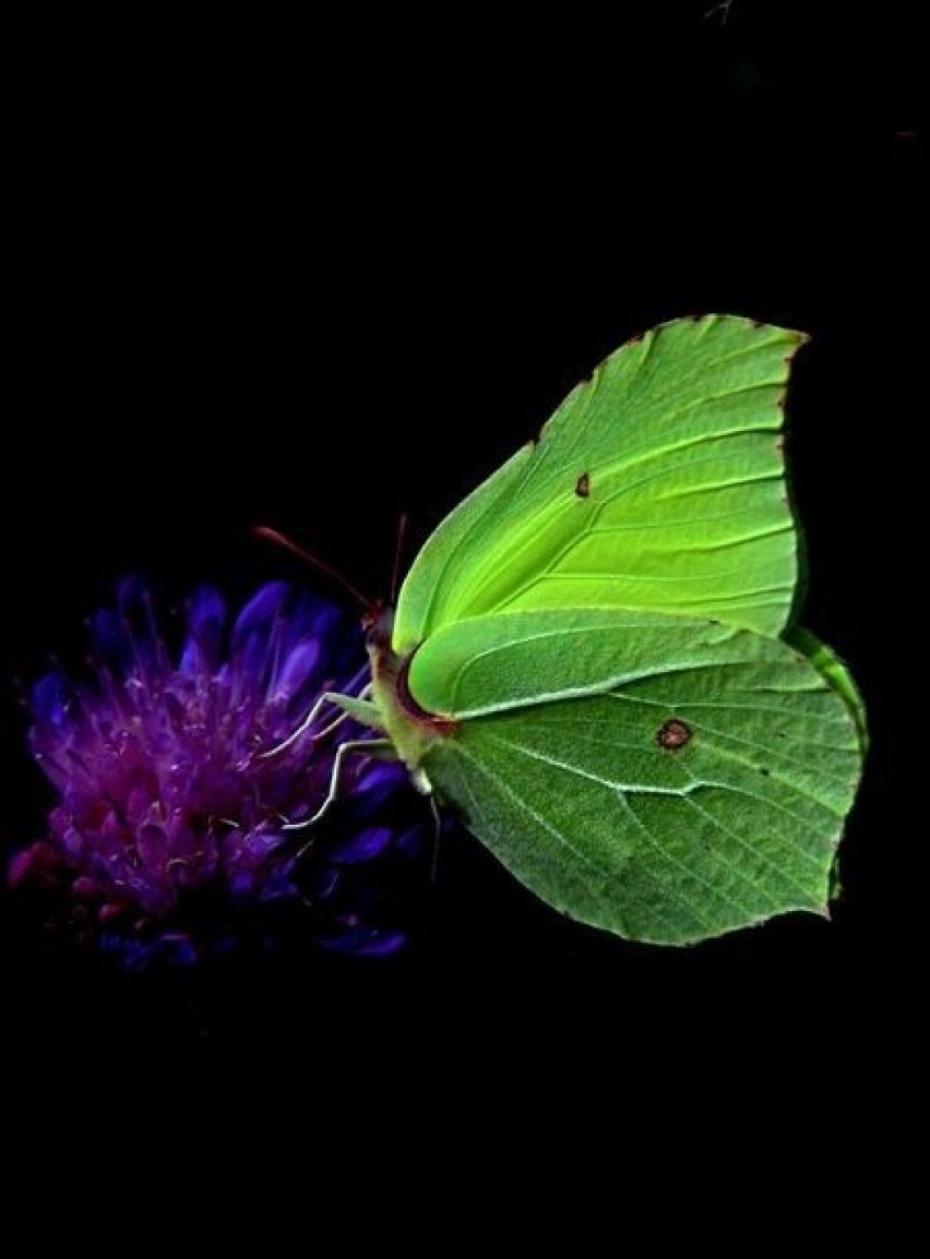 Motyle, zabawy z cyfrową obróbką zdjęćFot. Artur Hampel