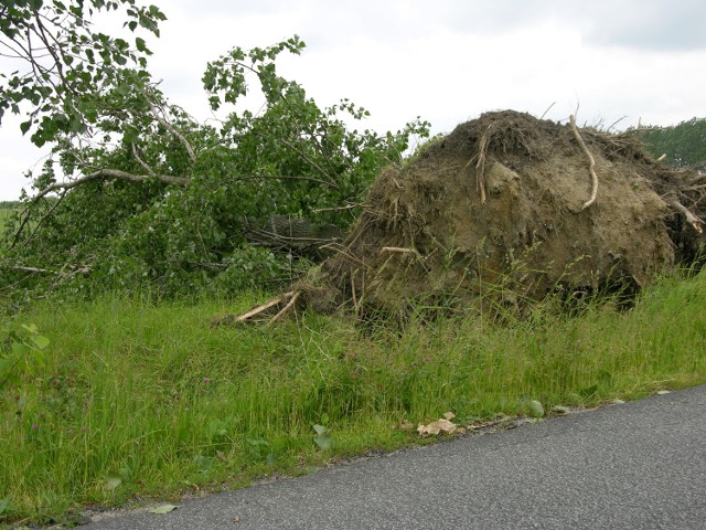 W środę, 9 lipca, przeszła nawałnica nad powiatem skierniewickim. Ucierpieli głównie mieszkańcy południowej części powiatu. Problemem były przede wszystkim powalone drzewa