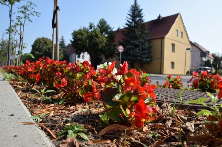 Ile kosztowały kwiaty wzdłuż ulicy Kościuszki w Wągrowcu? 