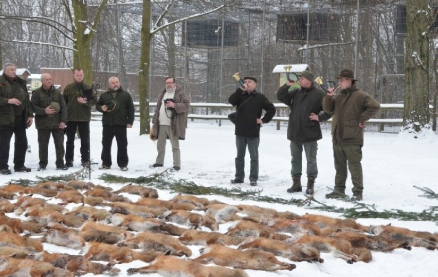 Polowania na lisy w powiecie kościańskim - w tym roku pozyskano 106 zwierząt