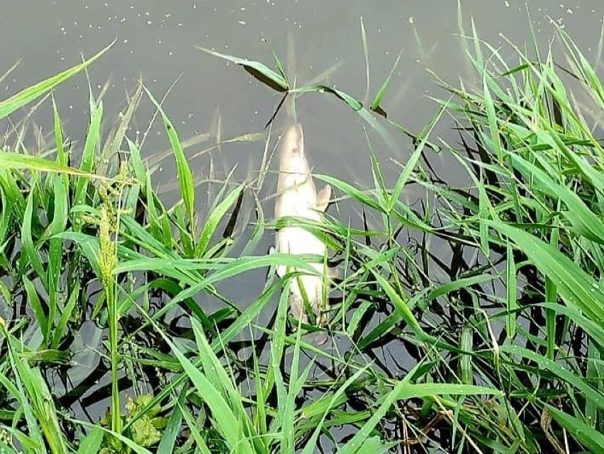 Śnięte ryby wyłowione z Odry - dotychczas znaleziono ok. 40...