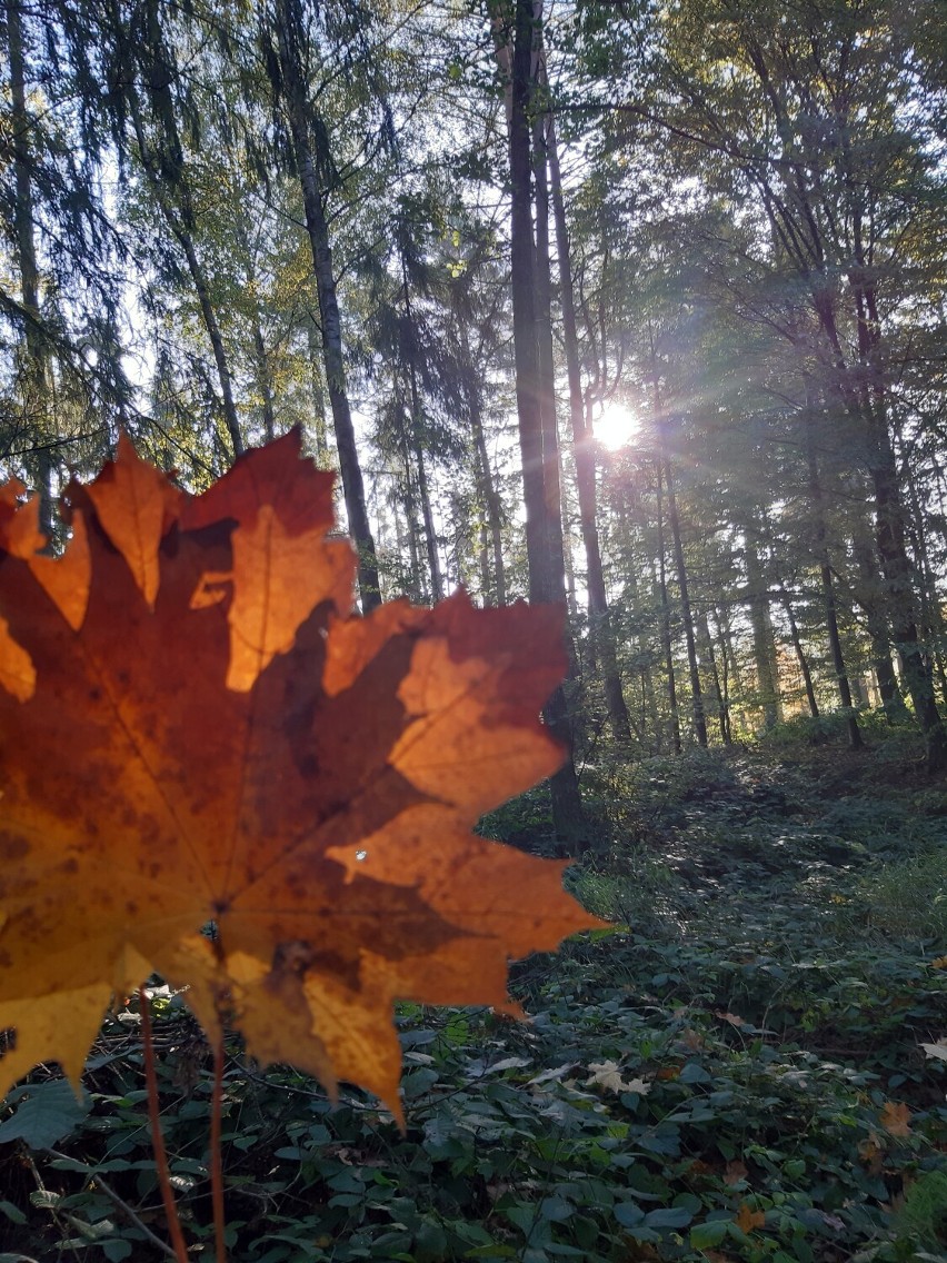 Jesień w lasach powiatu gdańskiego