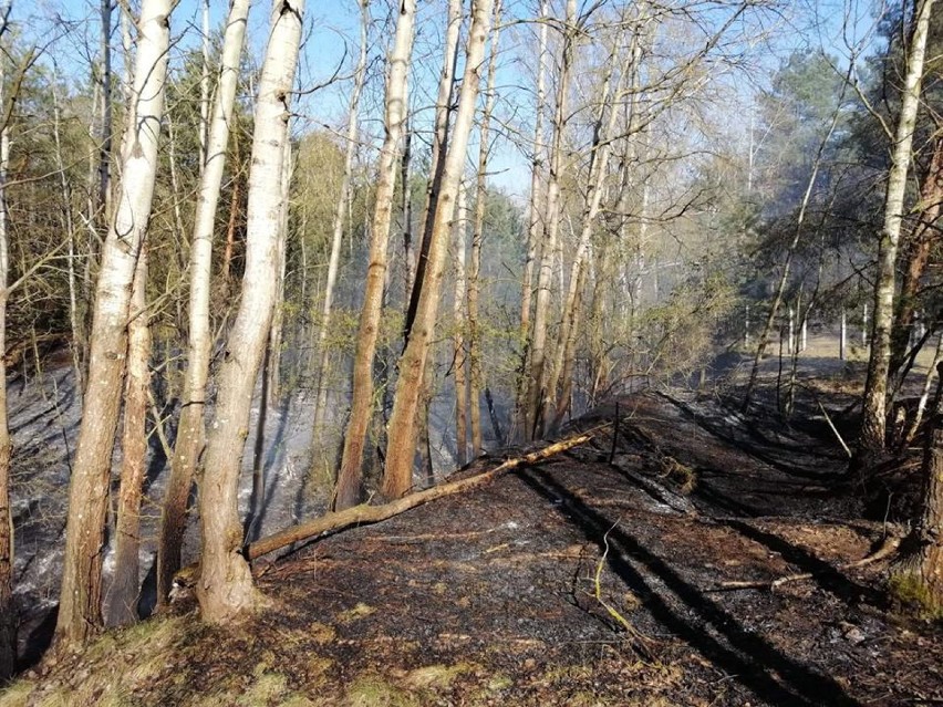 Ogień w lesie w Grudziądzu. Strażacy gasili go 1,5 godziny [wideo, zdjęcia]