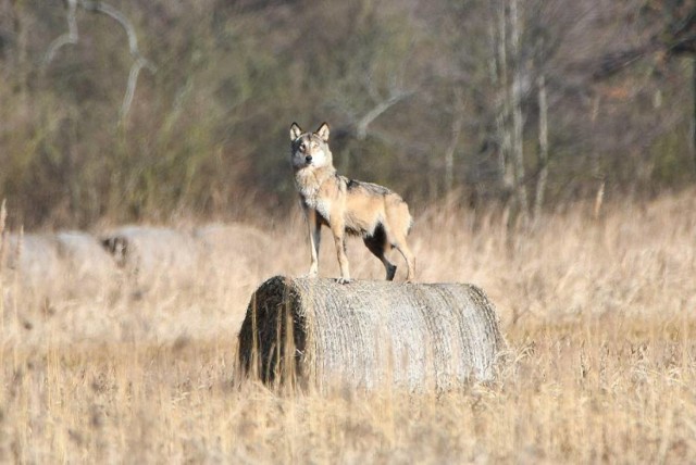 Wilk sfotografowany w lasach niedaleko Świebodzina