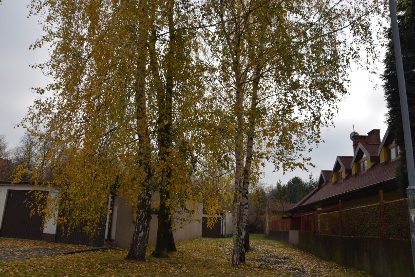 Wycinka drzew w Siemianowicach Śląskich. Społecznik walczy o ocalenie drzew