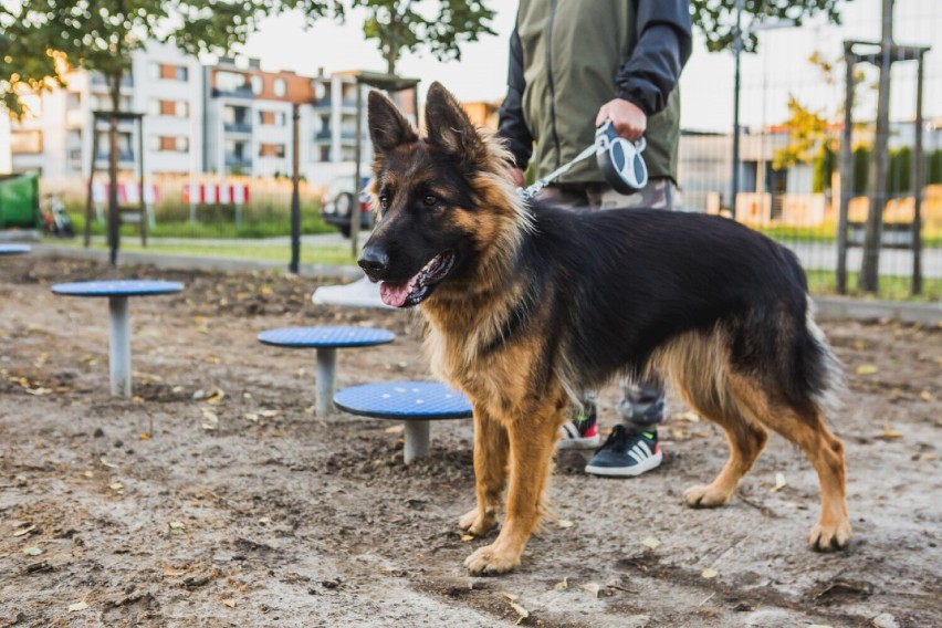 Ostrowski Psi Park nabiera barw. Otwarcie zbliża się...