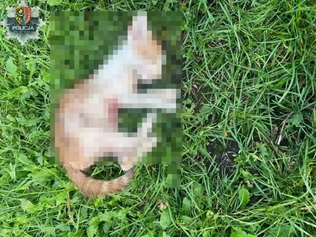 W gminie Przemków 53-latek zabił małego kota