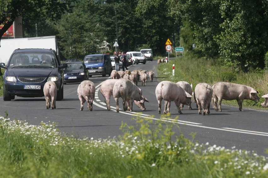 Wypadek ciężarówki ze świniami na trasie Legnica - Złotoryja (ZDJĘCIA)