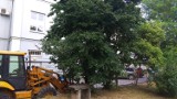 Co z drzewami przy Wesołej w Kielcach? Czytelnicy alarmują [ZDJĘCIA]