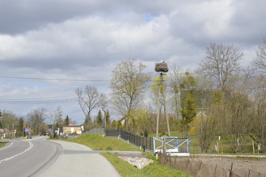 Bocian w Gościszewie