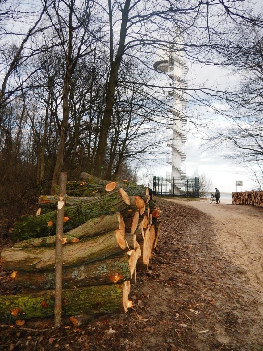 Zobaczcie, jak wyglądają okolice "Białego Wiatraka" w Świnoujściu po wycięciu drzew. Urząd Morski tłumaczy, że była konieczna.