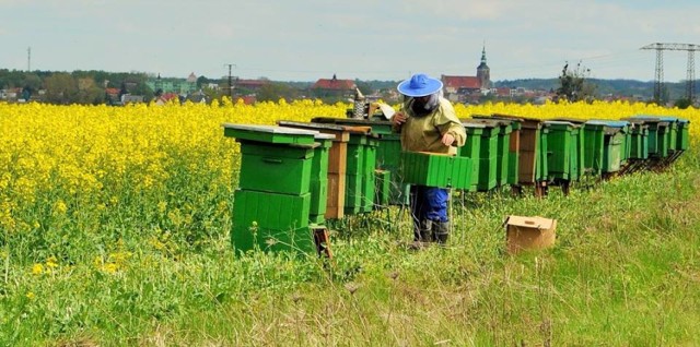 W Śremie: skradzione ule w Gaju. Wolontariusz z zarzutami