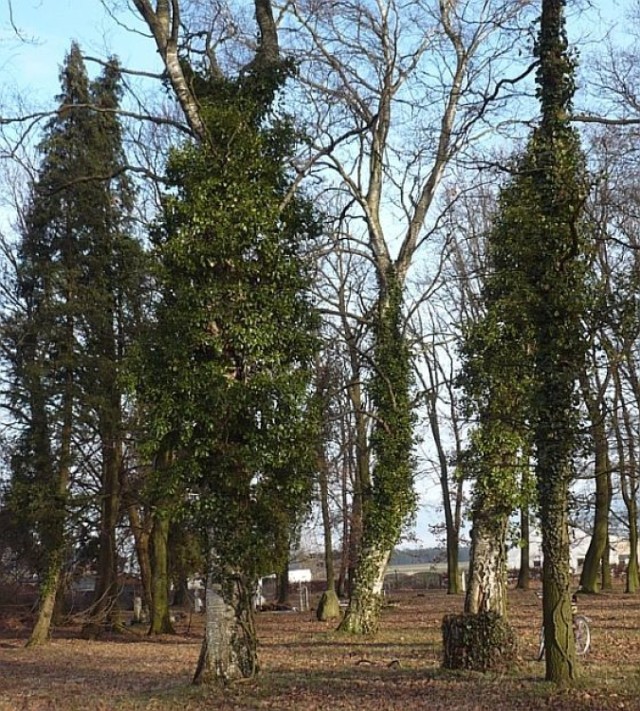 Piękne drzewa, tylko bluszcz im dodaje uroku. Fot. Ryszard Jan Zag&oacute;rski