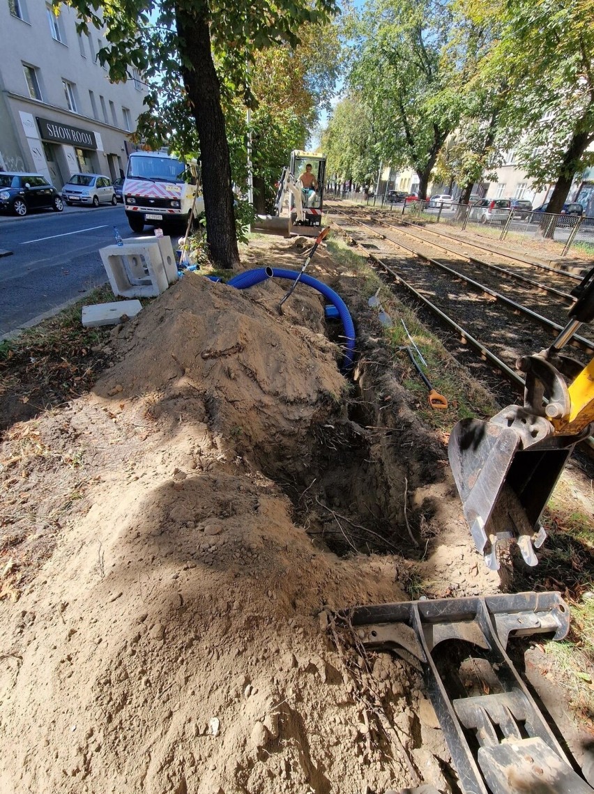 Podczas prac uszkodzono co najmniej 11 kasztanowców.