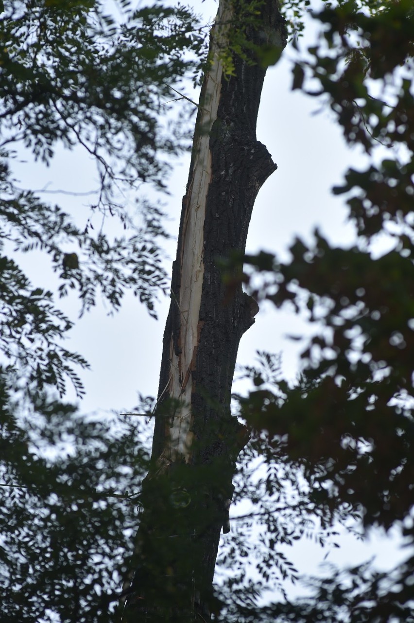 Zagrożenie w parku linowym w Lesznie. Złamana przez piorun korona drzewa usunięta przez strażaków [ZDJĘCIA]