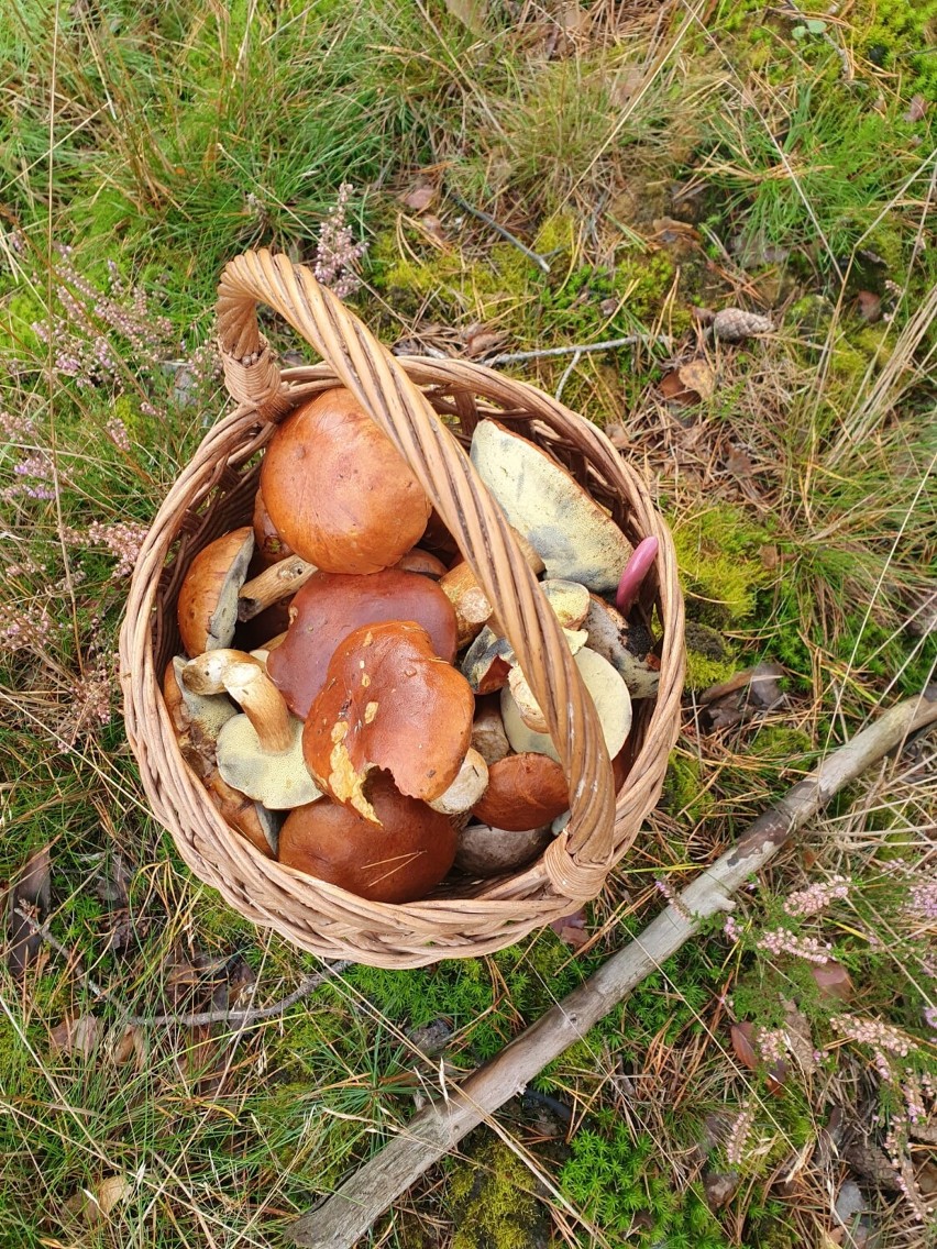 Tak wyglądają grzyby, które zebrała mieszkanka okolic Darłowa [zdjęcia]