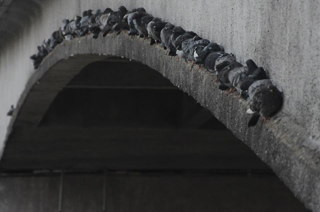 Focenie po Śremie czyli spacery po mieście z fotografią dla wszystkich. Pierwsze spotkanie 19 września na ul. Promenada o godzinie 17.00 przy przyczółku mostowym (pod krzyżem)