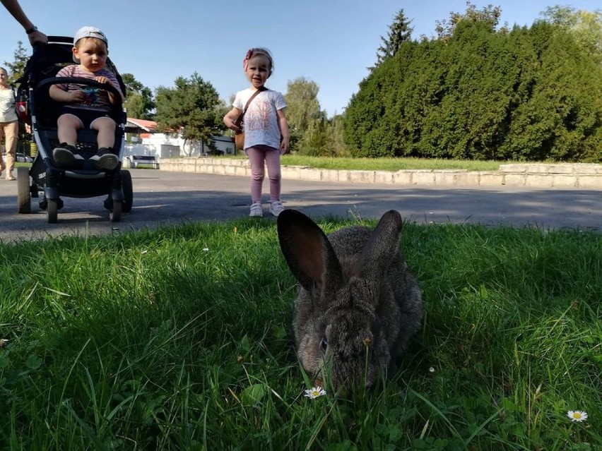 Najładniejsze zdjęcia Oleśnicy nadesłane przez mieszkańców [GALERIA]