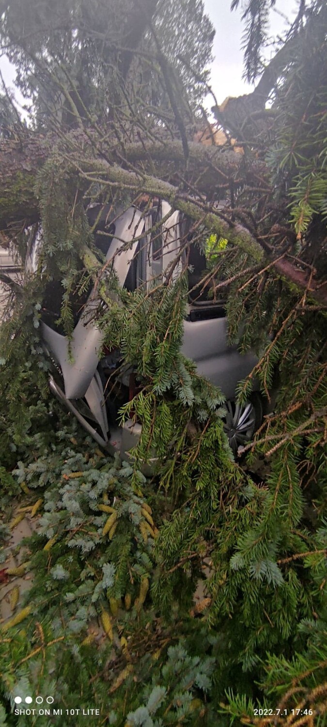 Drzewo, rosnące przy komendzie w Wągrowcu spadło na samochód. Co z wypłatą odszkodowania? 