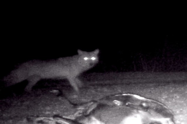 Wilki zaatakowały stado owiec kameruńskich w Kadłubie Wolnym.