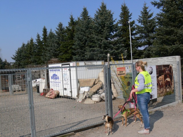 Wydarzenie ma na celu promowanie adopcji, a także wsparcie schroniska „Przytulisko na Wiśniowej", w którym obecnie mieszka ponad 40 psiaków.