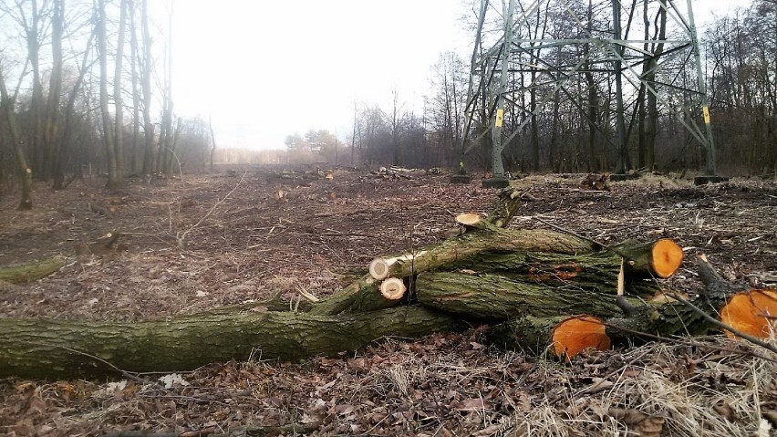 Drzewa wycięto także pod liniami energetycznymi m.in. w okolicach stawów za basenem Ruda