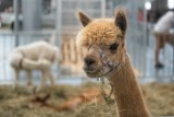 Animal Fest Summer na MTP w Poznaniu. Zobacz dzikie i egzotyczne zwierzęta [ZDJĘCIA]