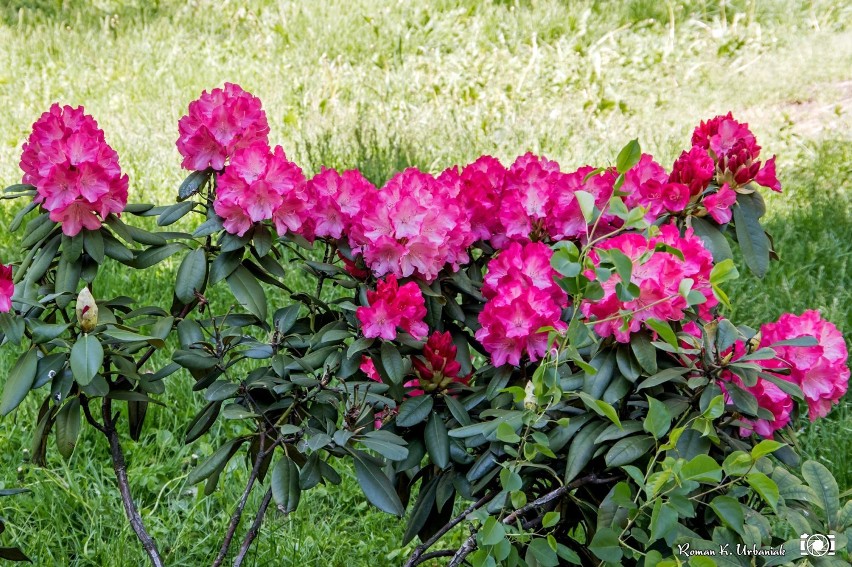 Rododendrony w parku miejskim zachwycają kolorami