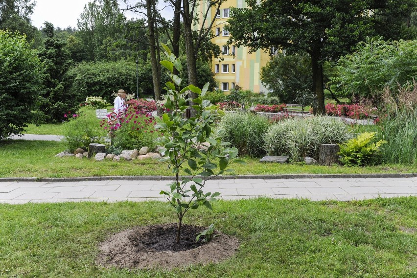 W Sopocie posadzono blisko 100 sadzonek magnolii