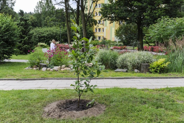 W Sopocie posadzono blisko 100 sadzonek magnolii