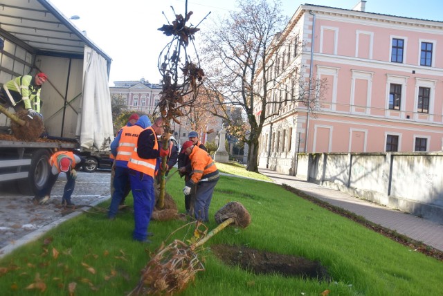 Sadzenie drzew na ulicy Piłsudskiego w Tarnowie rozpoczęło się we wtorek (8 listopada) rano