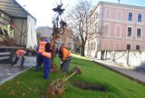 Na ulicy Piłsudskiego w Tarnowie sadzą kilkumetrowe kasztanowce i głogi. To już ostatni akcent remontu ulicy. Mamy zdjęcia!