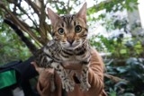 Palmiarnia Poznańska: Wystawa kotów rasowych już w niedzielę