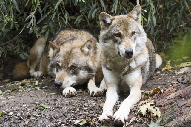 Sygnały o wilkach, które bytują w regionie tarnowskim są coraz częstsze. Drapieżniki były widziane już w wielu gminach przede wszystkim na południu od miasta