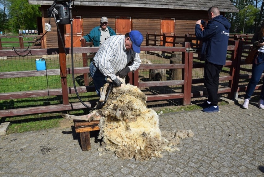 Strzyżenie owiec w lubińskim ZOO. Zobacz zdjęcia i film