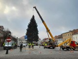 Choinka stanęła na Placu Wolności w Koninie. Miasto powoli stroi się na święta