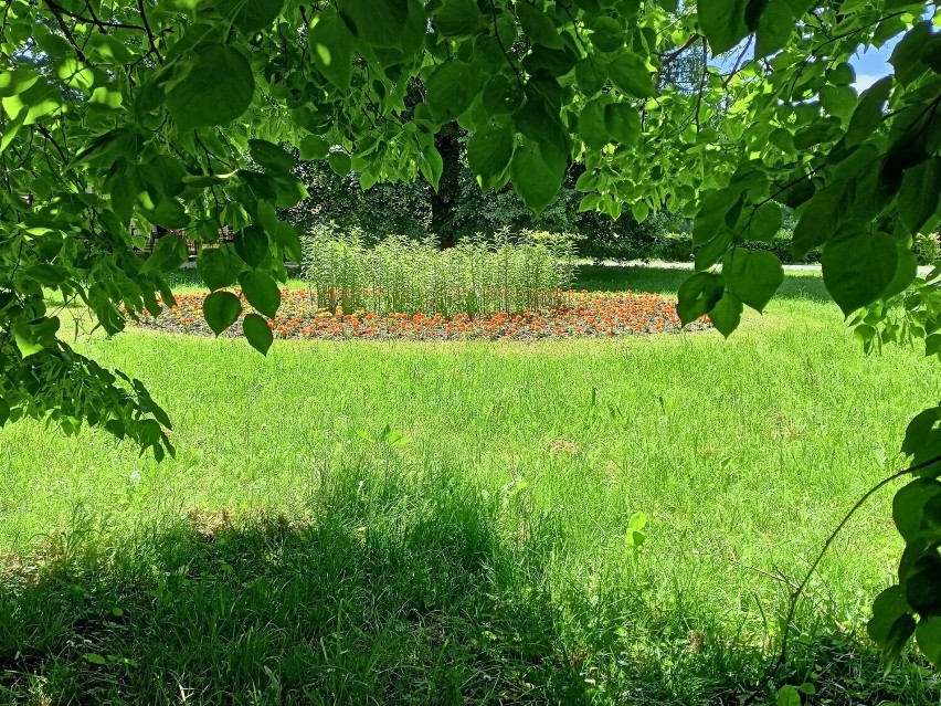 Sześć tysięcy sadzonek w Zamojskim Parku Miejskim. To m.in. aksamitki, begonie i smagliczki