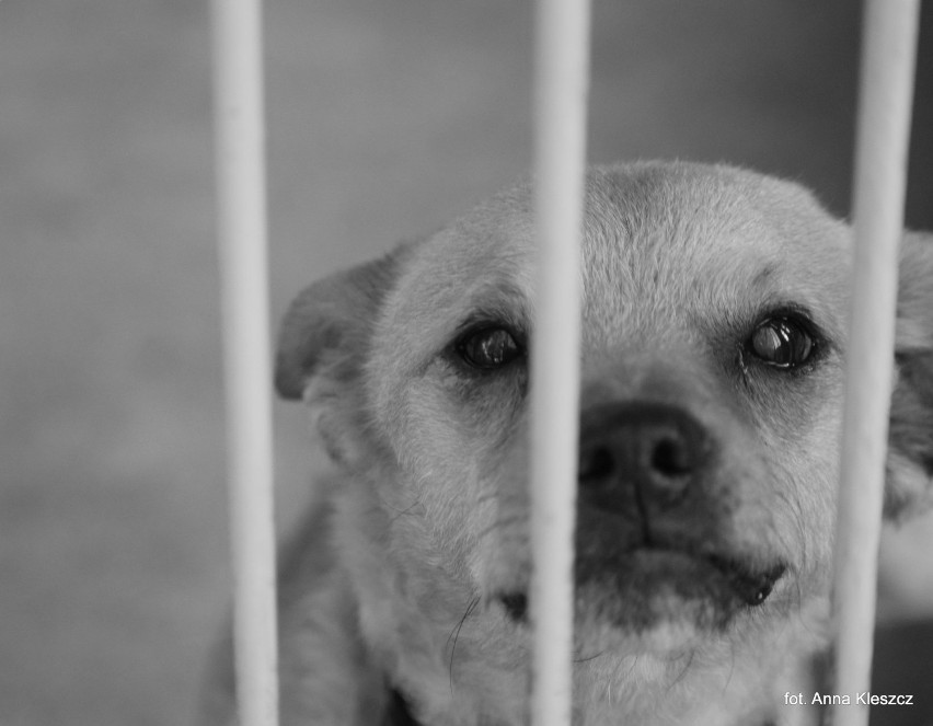 Toruńskie schronisko zachęca do adopcji psich staruszków