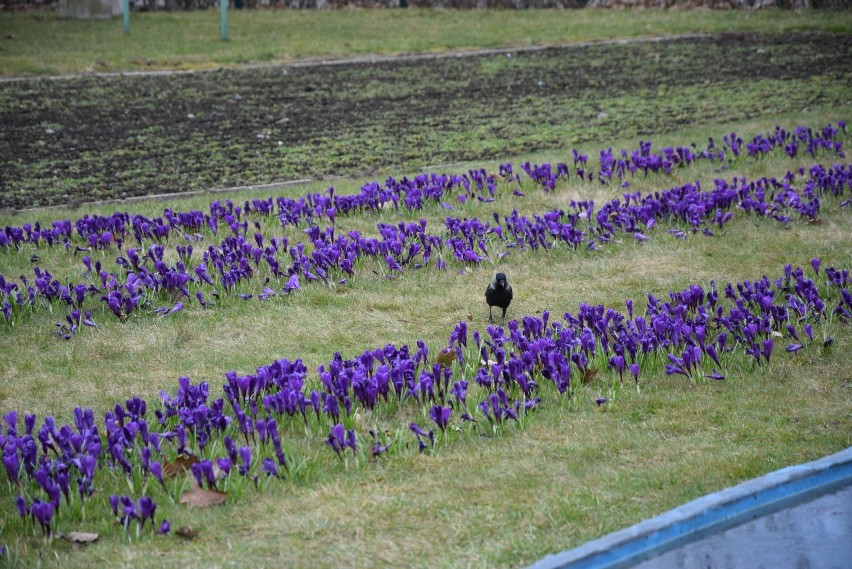Wiosna w Parku Śląskim: Przyroda budzi się do życia ZDJĘCIA