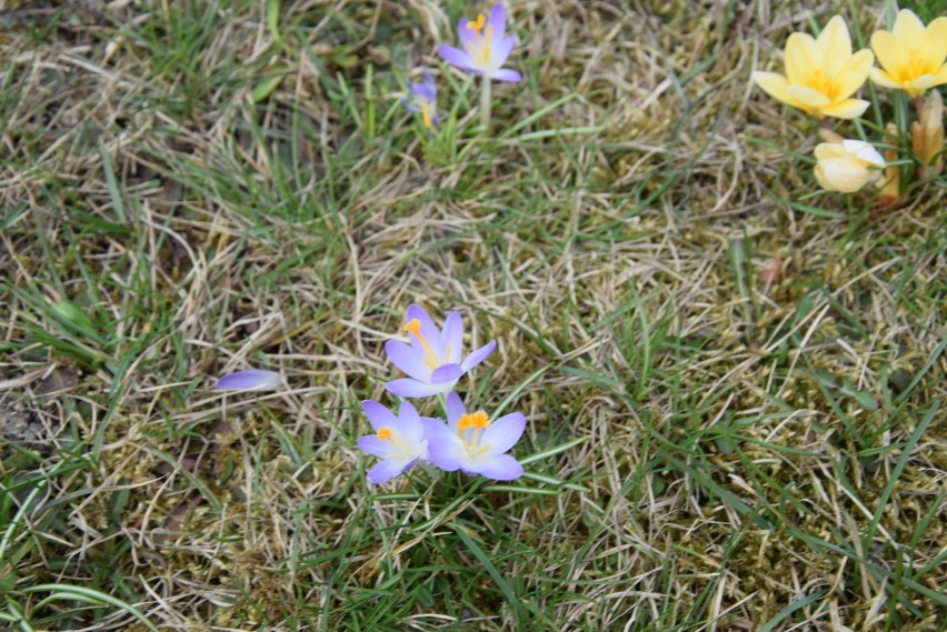 Wiosna w Parku Śląskim: Przyroda budzi się do życia ZDJĘCIA