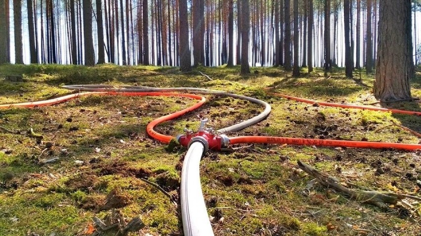 Pożar lasów w Lubuskiem to wciąż duży problem. Przed nami...