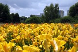 Kilkanaście tysięcy Lilii zakwitło w Ogrodzie Botanicznym [zdjęcia]