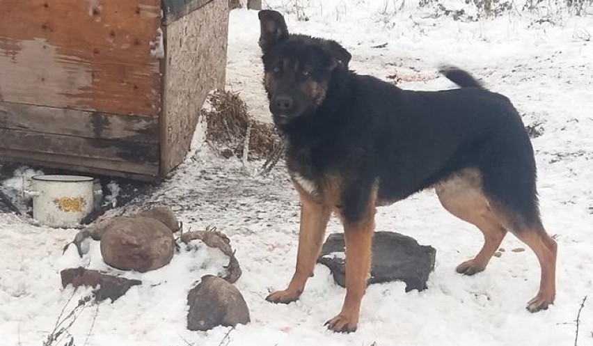 Gm. Miłoradz. Reks prosi o pomoc po interwencji. Kto przygarnie te zwierzęta? Pies wymaga operacji