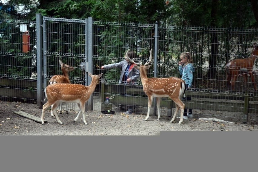 Minizoo doczeka się rozbudowy, pojawią się nowe mieszkania,...