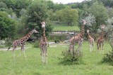 Żyrafy i sitatungi – nowe zwierzaki w Nowym Zoo [wideo]